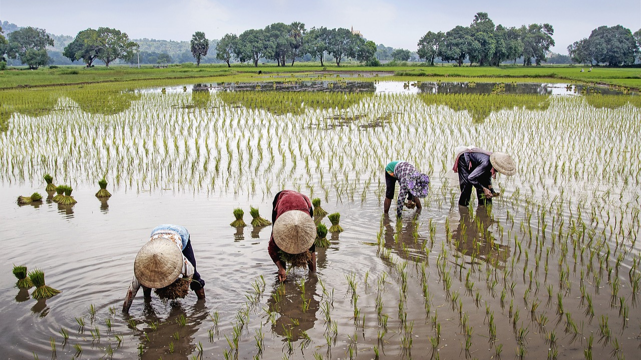 PM Kisan image